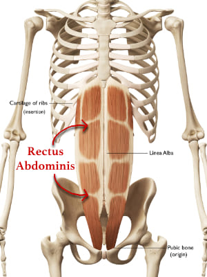 rectus abdominis
