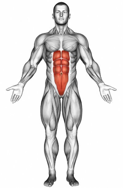 Rectus Abdominis
