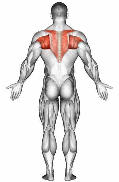 Upper Back